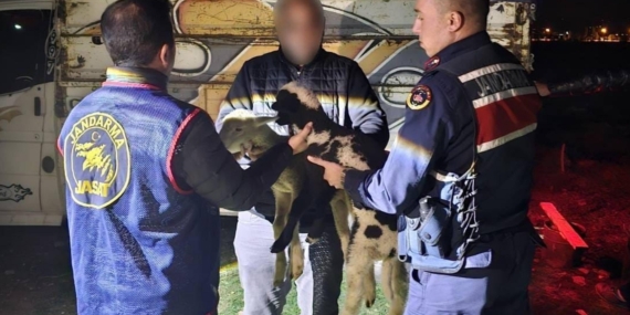 Çalınan kuzuları jandarma buldu
