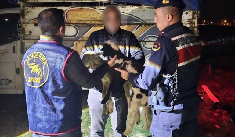 Çalınan kuzuları jandarma buldu