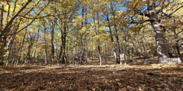 Dünyadaki tek kasnak meşesi ormanına izinsiz girmenin cezası 557 bin TL