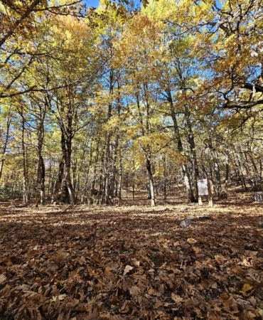 Dünyadaki tek kasnak meşesi ormanına izinsiz girmenin cezası 557 bin TL
