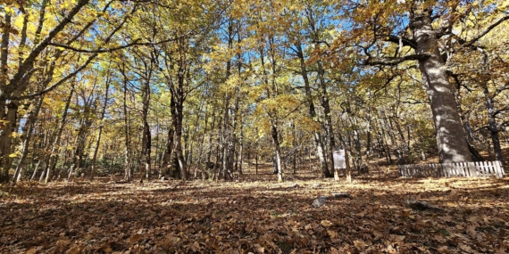 Dünyadaki tek kasnak meşesi ormanına izinsiz girmenin cezası 557 bin TL