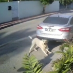 Havladığı gerekçesiyle köpeği vurup öldüren emekli polis hakkında ‘yakalama’ emri