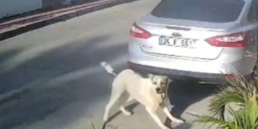 Havladığı gerekçesiyle köpeği vurup öldüren emekli polis hakkında ‘yakalama’ emri