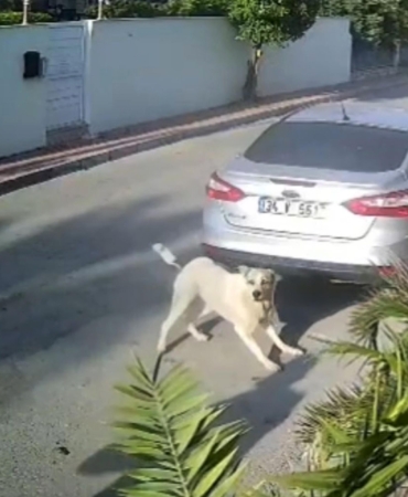 Havladığı gerekçesiyle köpeği vurup öldüren emekli polis hakkında ‘yakalama’ emri