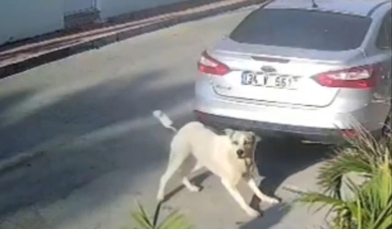 Havladığı gerekçesiyle köpeği vurup öldüren emekli polis hakkında ‘yakalama’ emri