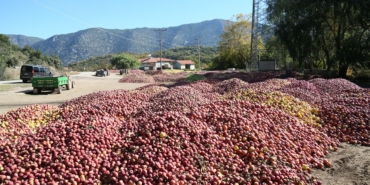 Eğirdir köylerinde elma tepeleri