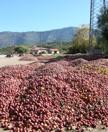 Eğirdir köylerinde elma tepeleri