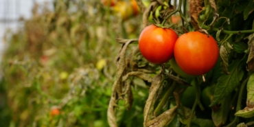 Söğüt domatesine coğrafi işaret alınacak