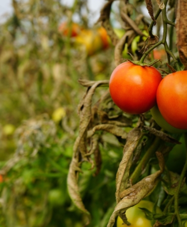 Söğüt domatesine coğrafi işaret alınacak
