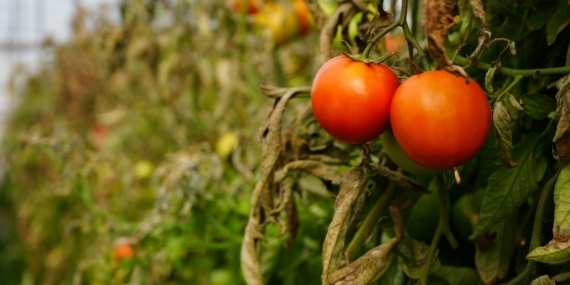 Söğüt domatesine coğrafi işaret alınacak