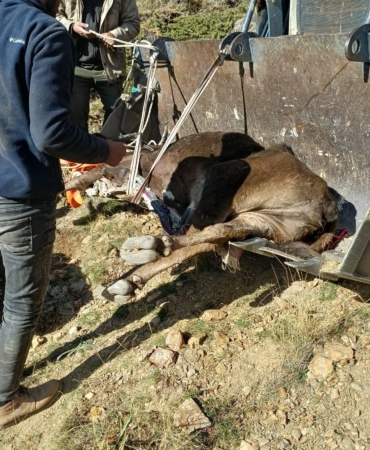 Dere yatağında mahsur kalan büyükbaş kurtarıldı