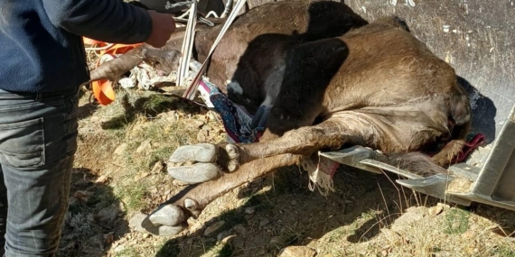 Dere yatağında mahsur kalan büyükbaş kurtarıldı