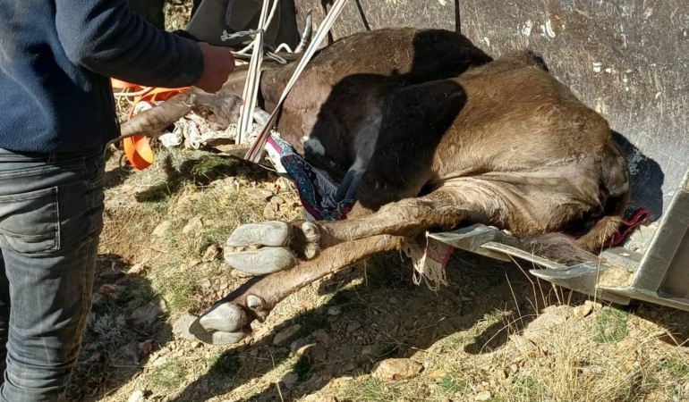 Dere yatağında mahsur kalan büyükbaş kurtarıldı