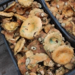 Mantar geçim kaynakları oldu