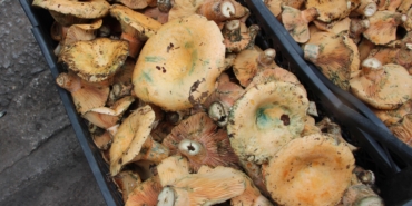 Mantar geçim kaynakları oldu