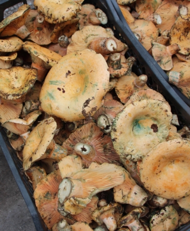 Mantar geçim kaynakları oldu