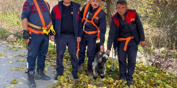 Kayalıklarda mahsur kalan keçi kurtarıldı