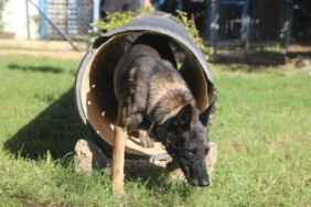 Narkotik köpeklerinin sıra dışı eğitimi; madde değil, oyuncağını arıyor