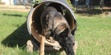Narkotik köpeklerinin sıra dışı eğitimi; madde değil, oyuncağını arıyor