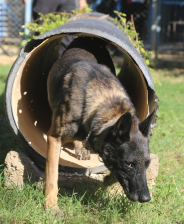 Narkotik köpeklerinin sıra dışı eğitimi; madde değil, oyuncağını arıyor