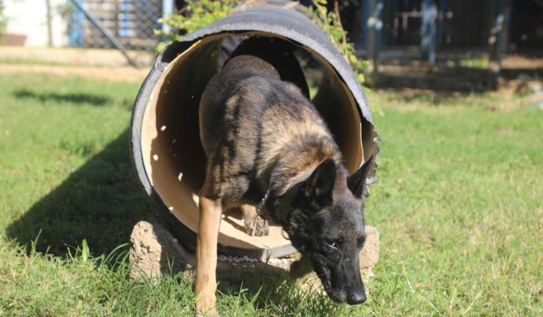 Narkotik köpeklerinin sıra dışı eğitimi; madde değil, oyuncağını arıyor