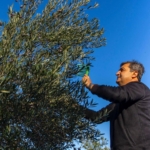 Serik’te zeytin hasadı başladı