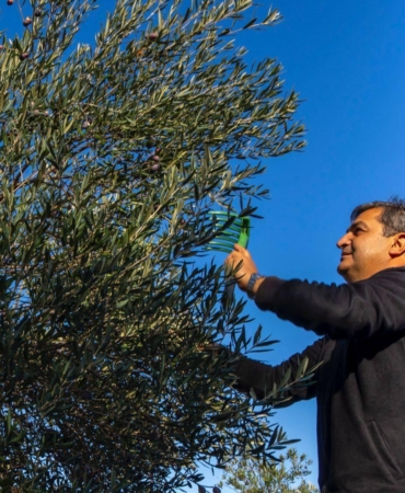 Serik’te zeytin hasadı başladı