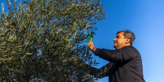Serik’te zeytin hasadı başladı