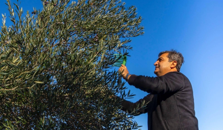 Serik’te zeytin hasadı başladı