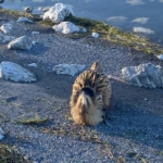 Eğirdir Gölü’nde yaralı bulunan Güney Amerika balabanı koruma altına alındı