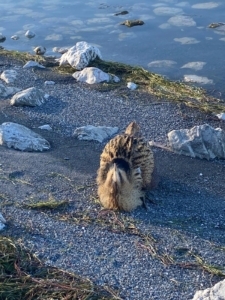 Eğirdir Gölü’nde yaralı bulunan Güney Amerika balabanı koruma altına alındı