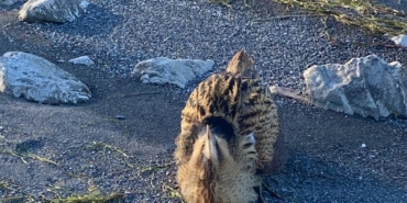 Eğirdir Gölü’nde yaralı bulunan Güney Amerika balabanı koruma altına alındı