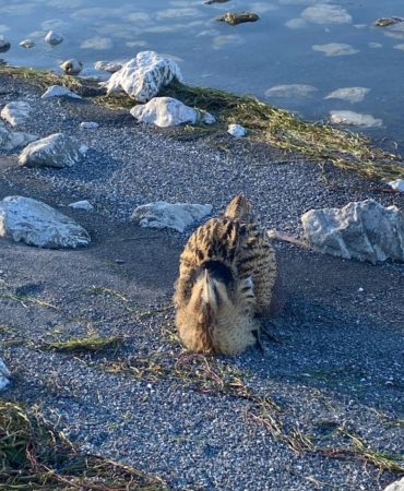 Eğirdir Gölü’nde yaralı bulunan Güney Amerika balabanı koruma altına alındı