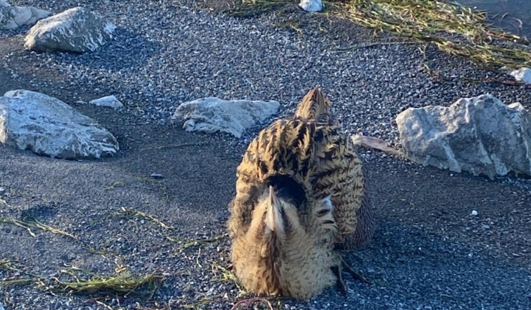 Eğirdir Gölü’nde yaralı bulunan Güney Amerika balabanı koruma altına alındı