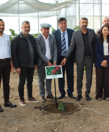 Deneme amaçlı kahve fidanı dikildi