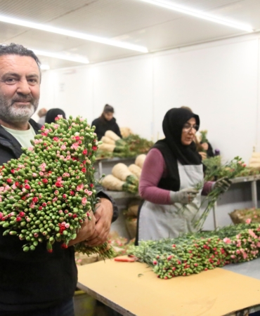 Avrupa ülkelerine 12 milyon dolarlık yılbaşı çiçeği