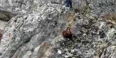 Dağda mahsur kalan keçiler itfaiye kurtardı