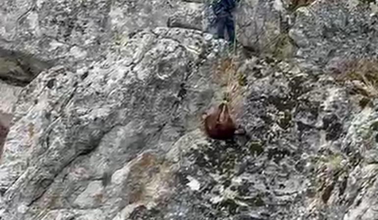 Dağda mahsur kalan keçiler itfaiye kurtardı