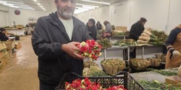 Sirtakide tabak kırmanın yerini alan Türk karanfilinden 3 milyon dolarlık gelir