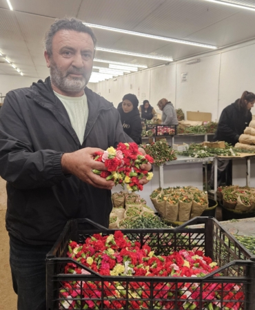 Sirtakide tabak kırmanın yerini alan Türk karanfilinden 3 milyon dolarlık gelir