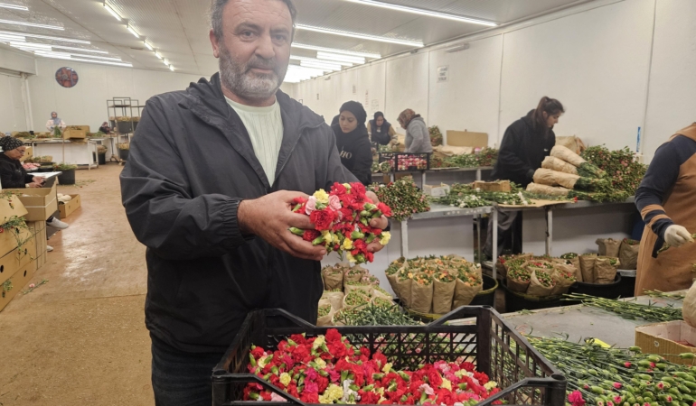 Sirtakide tabak kırmanın yerini alan Türk karanfilinden 3 milyon dolarlık gelir