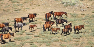 Emirdağları’nda yılkı atlarının sayısı arttı