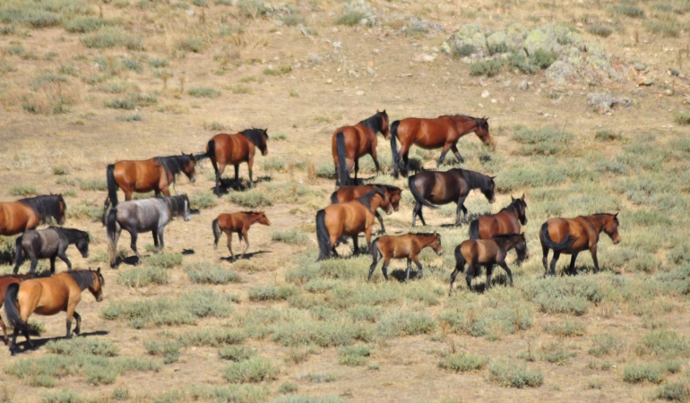 Emirdağları’nda yılkı atlarının sayısı arttı