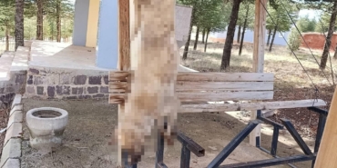 Köpek, işkence yapılarak öldürüldü