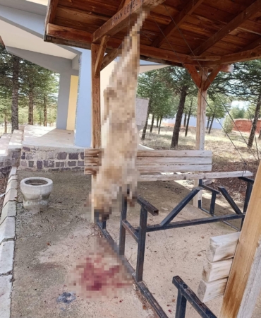 Köpek, işkence yapılarak öldürüldü