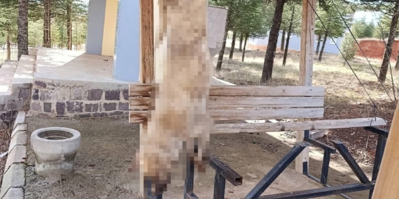 Köpek, işkence yapılarak öldürüldü