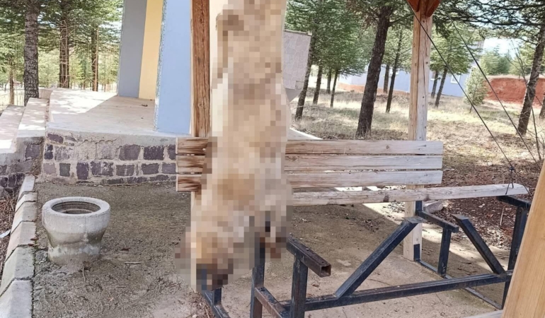 Köpek, işkence yapılarak öldürüldü