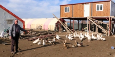 3 asırdır köylerinde kaz yetiştiriyorlar