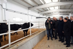 Damızlık mandalar teslim edildi