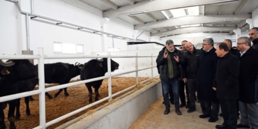 Damızlık mandalar teslim edildi